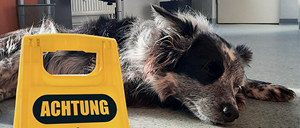 Referenz Easteregg 4